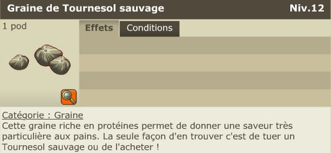 Graine Tournesol